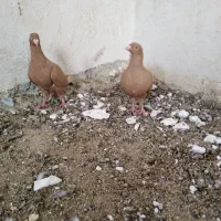 زرد|پرنده|برازجان, |دیوار