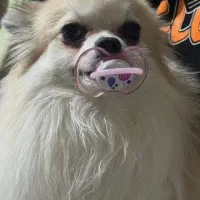 واگذاری سگ پامرین