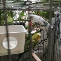 چهار مرغ عشق دررنگهای مختلف|پرنده|شهرضا, |دیوار