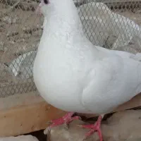 کبوتر|پرنده|سراوان, |دیوار