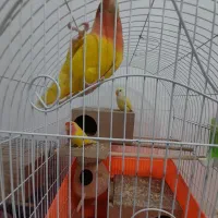 فروش طوطی برزیلی بالغ سالم|پرنده|محمدشهر, محمدشهر|دیوار