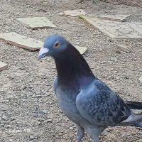 جفت کبوتر نر ماده