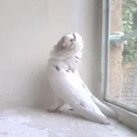 پرنده خوجگل و عروسک