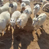 فروشی|حیوانات مزرعه|چاه مرید, |دیوار