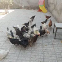 تعداد۲۸تامرغ وخروس۵ماه آماده تخم|حیوانات مزرعه|تربت‌حیدریه, حسنی بالا|دیوار