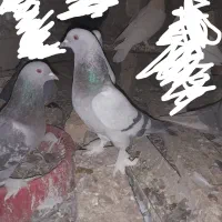 سبز ماده ترکیه ای