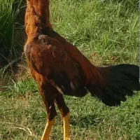 واگذاری خروس ۹ ماهه