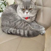 گربه نر بریتیش اماده جفت گیری|گربه|یزد, |دیوار