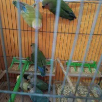 کوتوله برزیلی و اوپال و فیشر