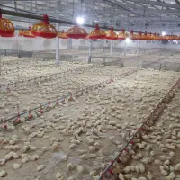 کارگر پررورش بوقلمون