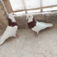 کبوتر طوقی و سفید