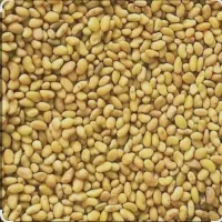 بذر اصلاح شده یونجه همدانی رنجر