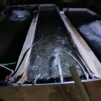 فروش ماهی زنده