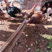 بوقلمون گوشتی ارگانیک|حیوانات مزرعه|ملکان, |دیوار