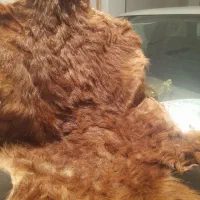 فروش پوست بز|فرش|ارومیه, |دیوار