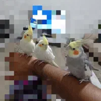 عروس هلندی|پرنده|ری, فیروزآباد|دیوار