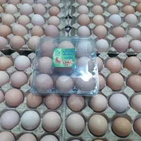 تخم مرغ محلی ارگانیک|خوردنی و آشامیدنی|مشهد, مصلی (کارمندان اول)|دیوار