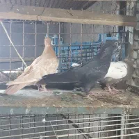 کبوتر سینه ای درشت|پرنده|اهواز, ۳۰ متری|دیوار