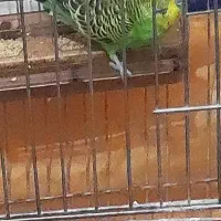 فروش مرغ عشق بالغ