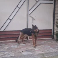 یک جفت سگ ژرمن  ۲ ساله