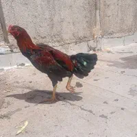 خروس لاری خوش رخ و قوی هیکل