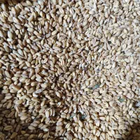 گندم پیشگام بذری