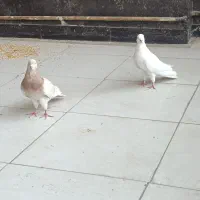 کبوتر یا کفتر