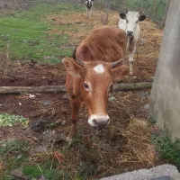 ۴عدد گاو وگوساله