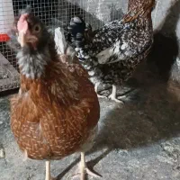 تخم نطفه دار گلین درجه ۱