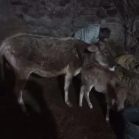 گاو وگوساله رسمی،(محلی)