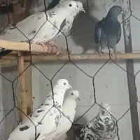 کبوتر مایه ساعت سنگین