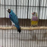 قناری رسمی و جفت گلدین آبی و زرد|پرنده|تبریز, |دیوار