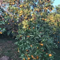 نارنگی محلی اونشو جویبار|خوردنی و آشامیدنی|کوهیخیل, |دیوار