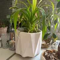 گل و‌گیاه|گل و گیاه طبیعی|بوشهر, |دیوار