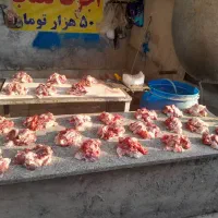 فروش گوسفند زنده سراسر تهران باقصاب درمحل|حیوانات مزرعه|تهران, کن|دیوار