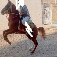 آموزش اسب سواری