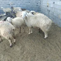 قوچ|حیوانات مزرعه|بجنورد, |دیوار