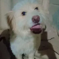 سگ پاکوتاه حرف گوش کن 2عدد|سگ|سمنان, |دیوار