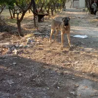 سگ سرابی 1ساله