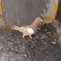 کبوتر|پرنده|دشتابی, |دیوار