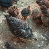 جوجه مرغ و خروس گلپایگانی سالم|حیوانات مزرعه|نیشابور, شهرک رسولی|دیوار