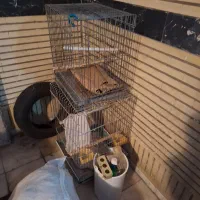 قفس پرندگان ووسایلش