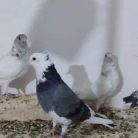 کفتر