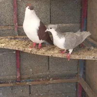 کفتر رنگی و تهرانی