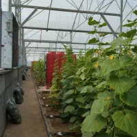 فروش ۱ هکتار زمین کشاورزی همراه با گلخانه|فروش دفتر صنعتی، کشاورزی، تجاری|شوشتر, |دیوار