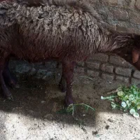 کاوور  دو دندان جوان جهت کشتار