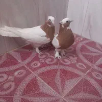 طوق زرد پرتقالی|پرنده|نوبندگان, |دیوار