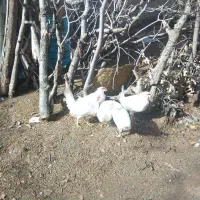 5عدد مرغ بدونه عیب ویراد