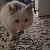 گربه مین کون سفید ماده|گربه|مشهد, پورسینا|دیوار