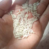 برنج هاشمی درجه ۱|خوردنی و آشامیدنی|رشت, جماران|دیوار